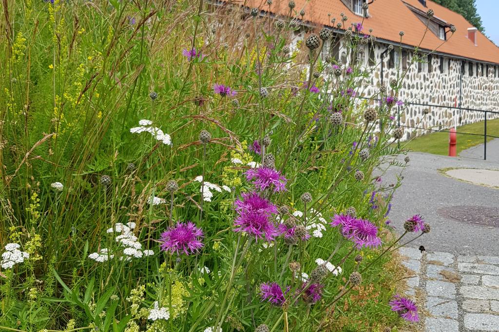 Blomstrende festningsvoll på Fredriksvern (2)