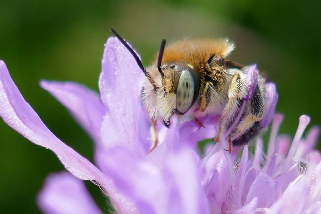 Bie på rødknapp (1)